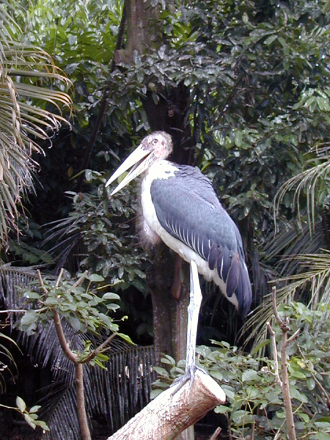 Jurong Bird Park 1