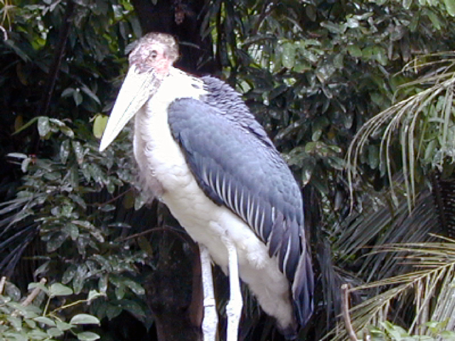 Jurong Bird Park 3