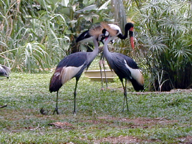 Jurong Bird Park 8