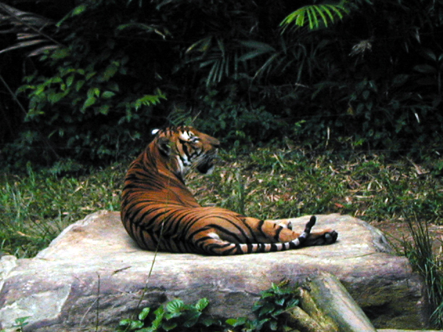 Singapore Zoo 16