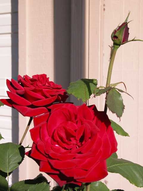 Roses 2004 6