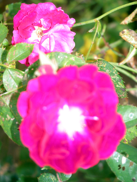 Roses 2004 7