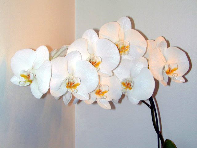Orchids 5