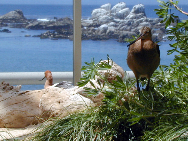 Monterey Bay Aquarium May 2001 2
