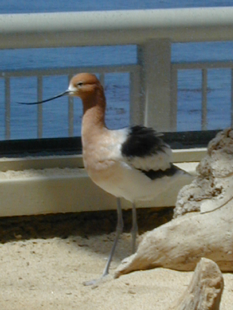 Monterey Bay Aquarium May 2001 4