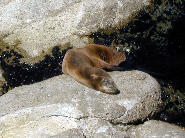Monterey Bay Aquarium May 2001 8