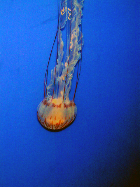 Monterey Bay Aquarium May 2001 10