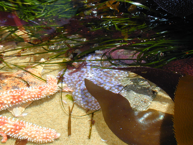 Monterey Bay Aquarium July 2002 14